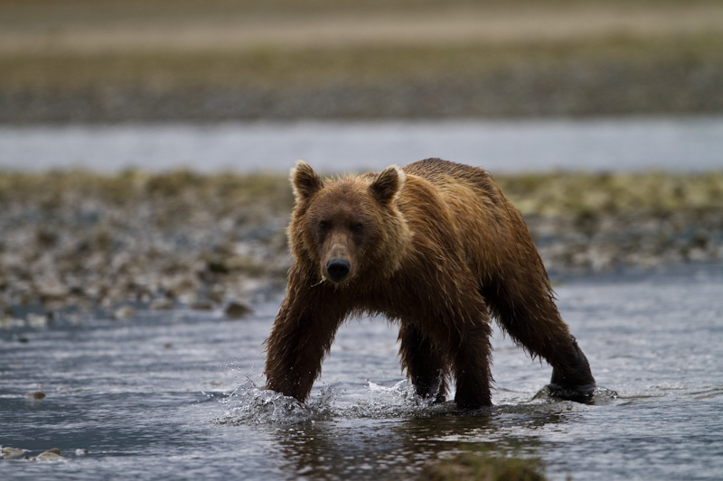 Grizzly Bear Crossing River